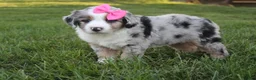 Mini Aussiedoodle dogs for sale: Kylie 🎀 - Ad 5