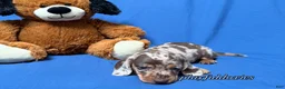 Miniature Dachshund dogs for sale: Chocolate dapple smooth coat male AKC - Ad 9