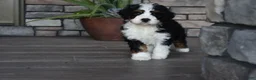 Mini Bernedoodle dogs for sale: Jester - Ad 17