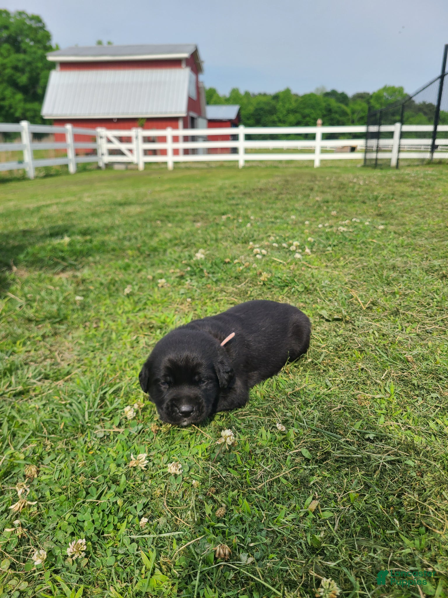Labrador Retriever dogs Pink Female - Ad 14