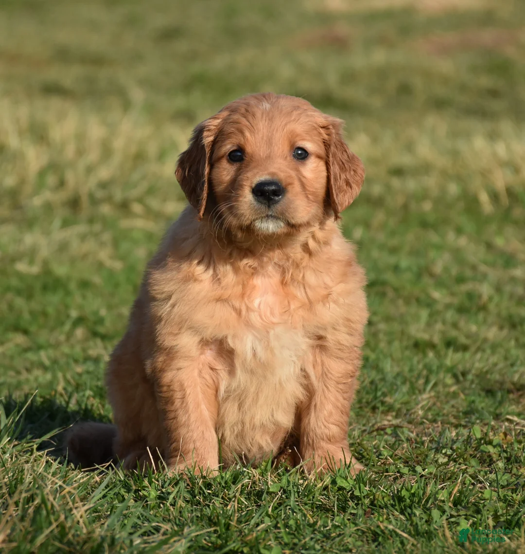 Golden Retriever dogs for sale: Rollie         Genetic/OFA - Ad 1