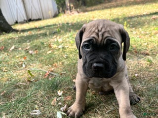 Cane Corso dogs Kovu - Ad 11