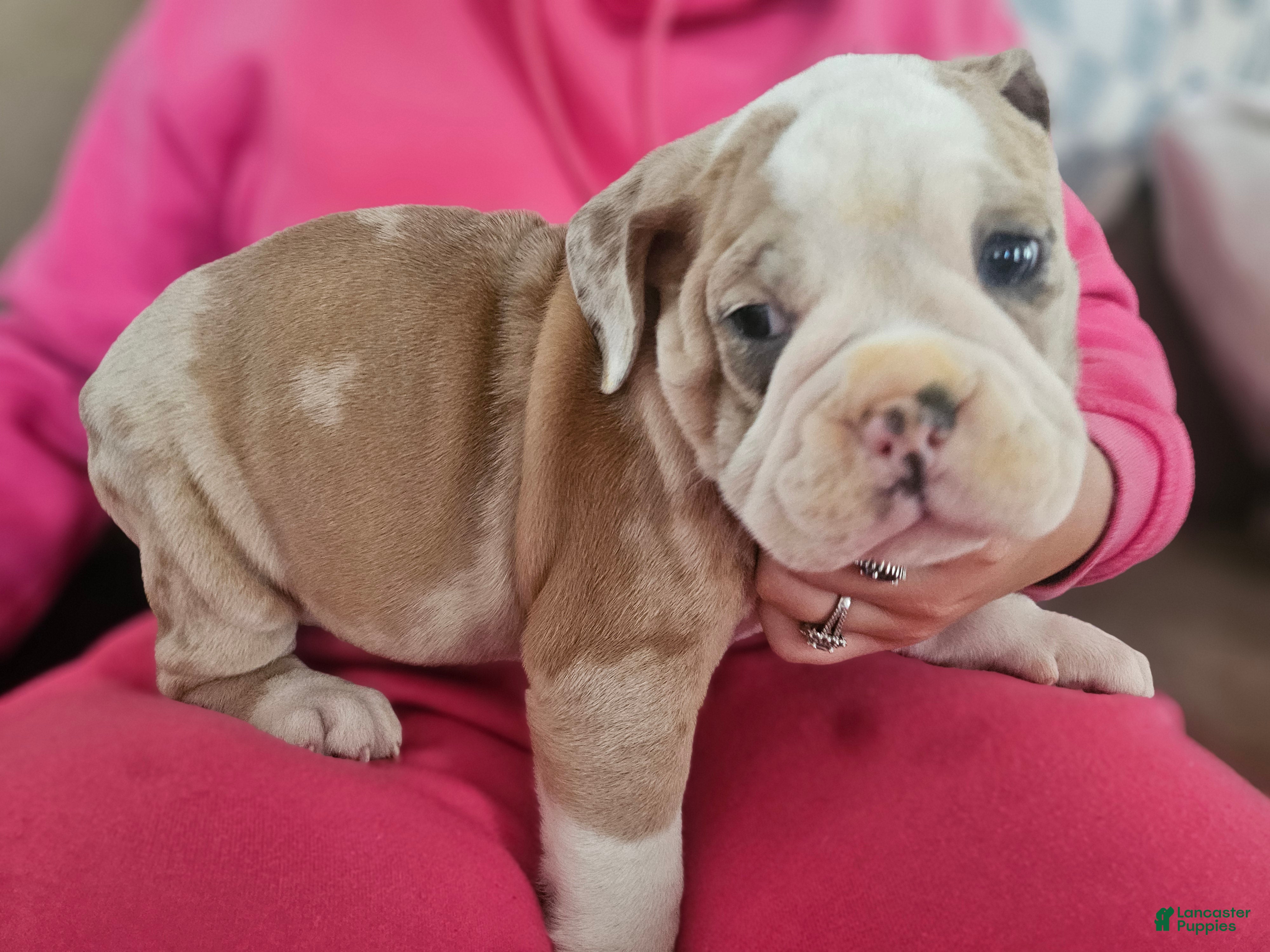 Olde English Bulldogge dogs for sale: Olde English Bulldogge 9 - Ad 21
