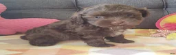 Maltipoo dogs for sale: Coco Rose  - Ad 1