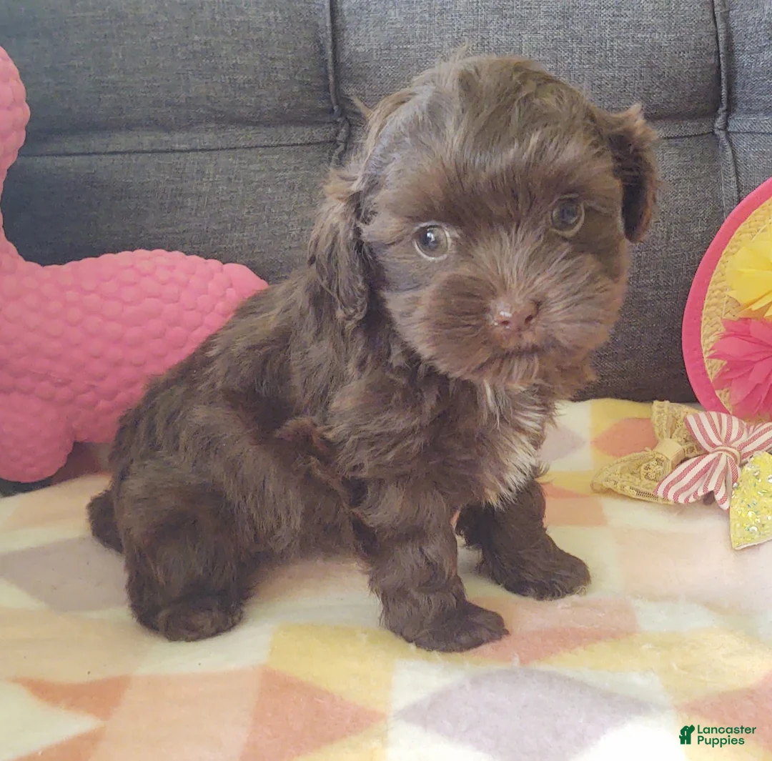 Maltipoo dogs for sale: Coco Rose  - Ad 1