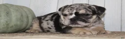 Mixed Breed dogs for sale: Mabel Female English Bulldog - Ad 4