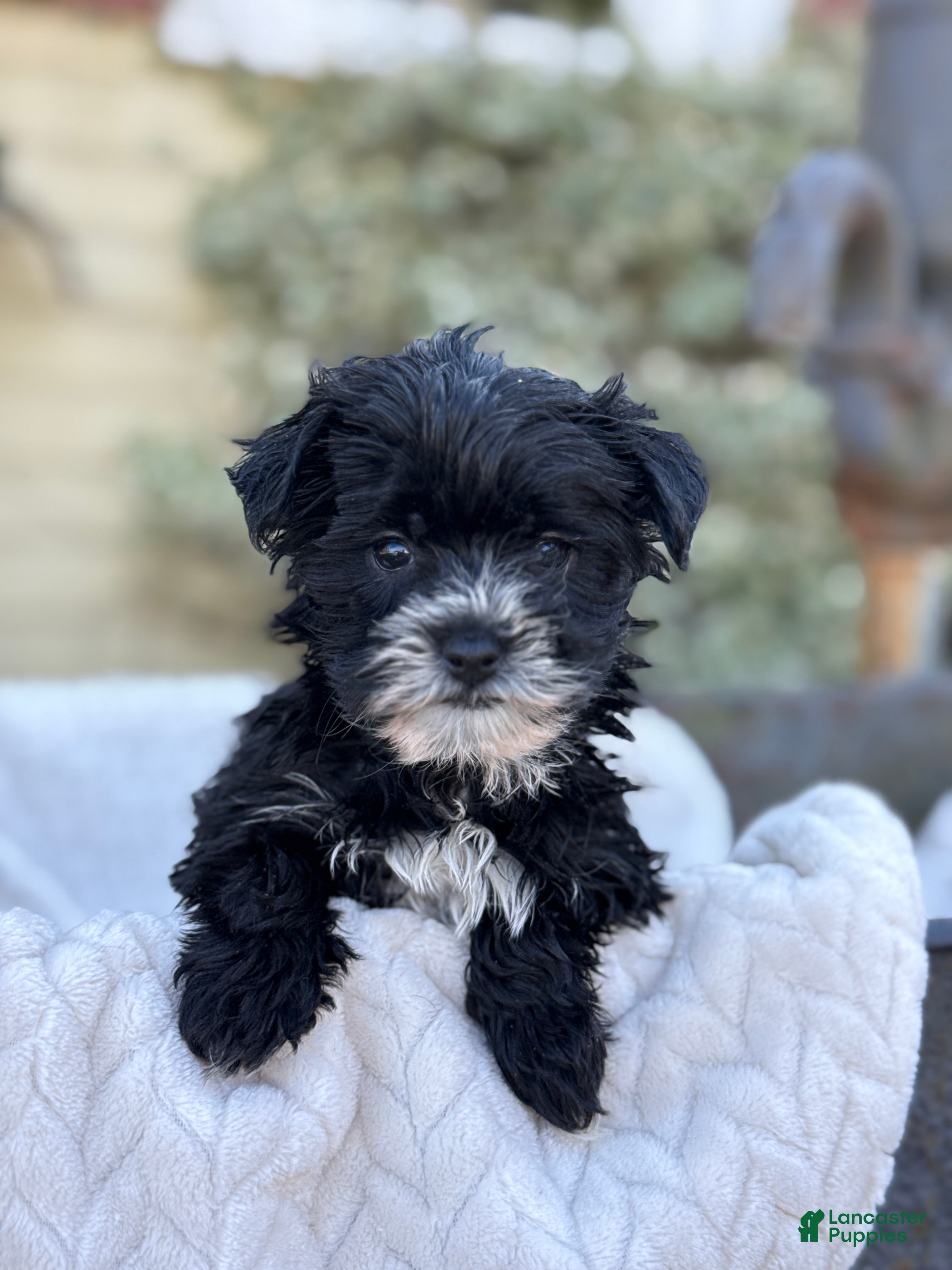 Yorkiepoo dogs Bubbles - Ad 1