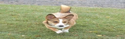 Welsh Corgi Pembroke dogs for sale: Ava - Ad 7
