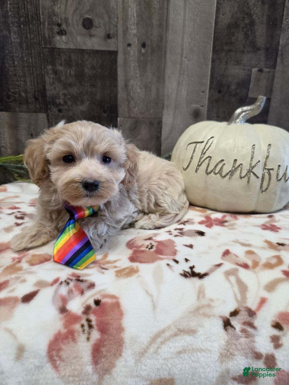 Mack (Maltipoo, Male) in New Holland, PA