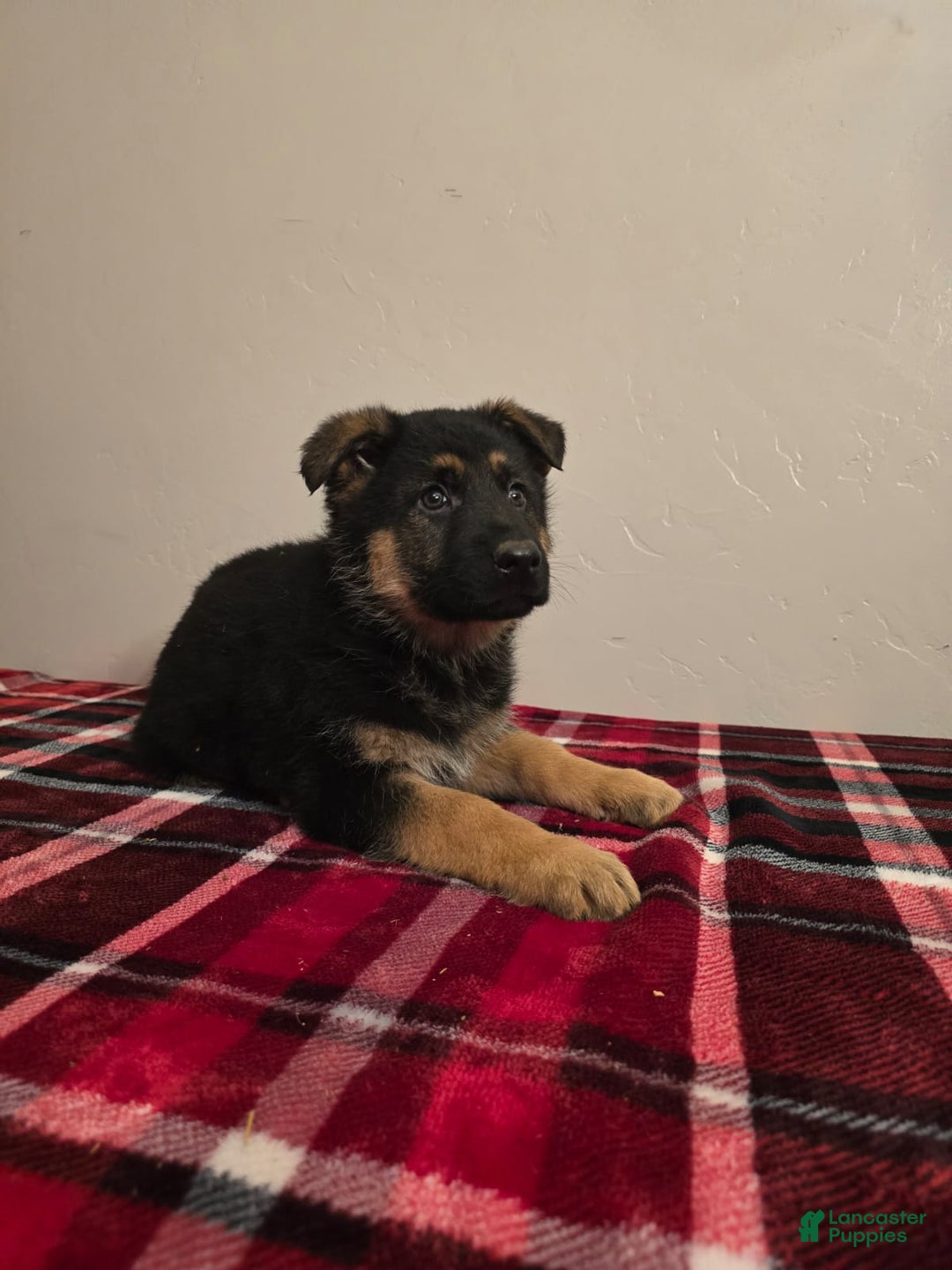 German Shepherd dogs for sale: Max - Ad 20