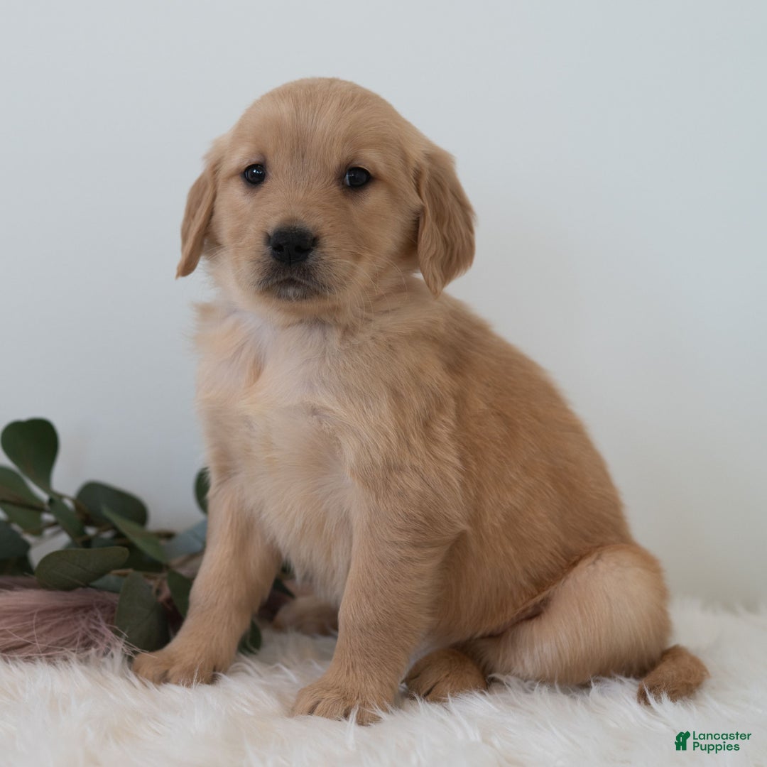 Golden Retriever dogs for sale: Shortcake  - Ad 3