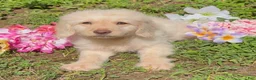 Mini Goldendoodle dogs for sale: Flynn - Ad 4