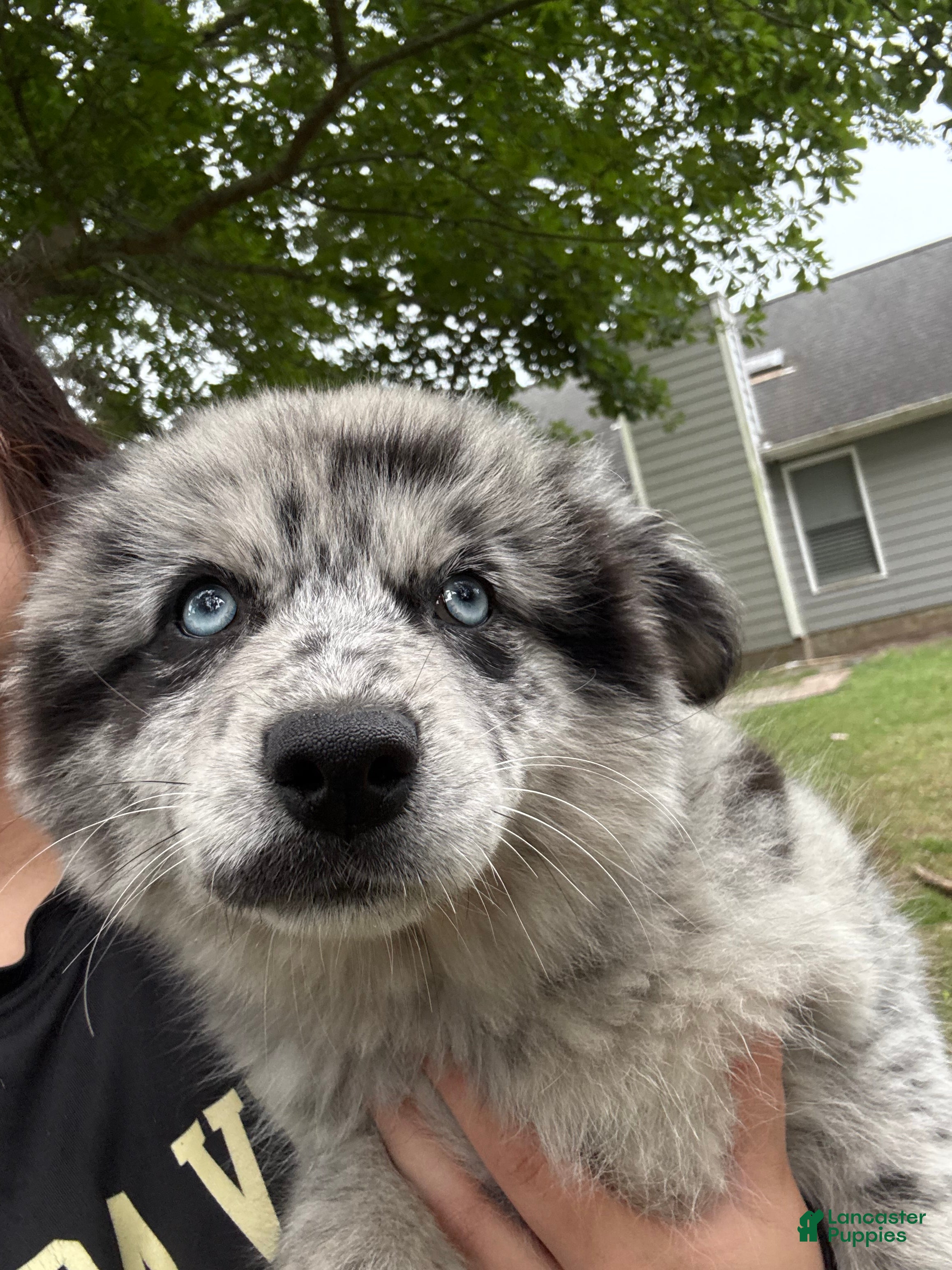 Pomsky dogs Pomsky Puppy 4 - Ad 42