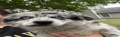 Pomsky Puppy 4