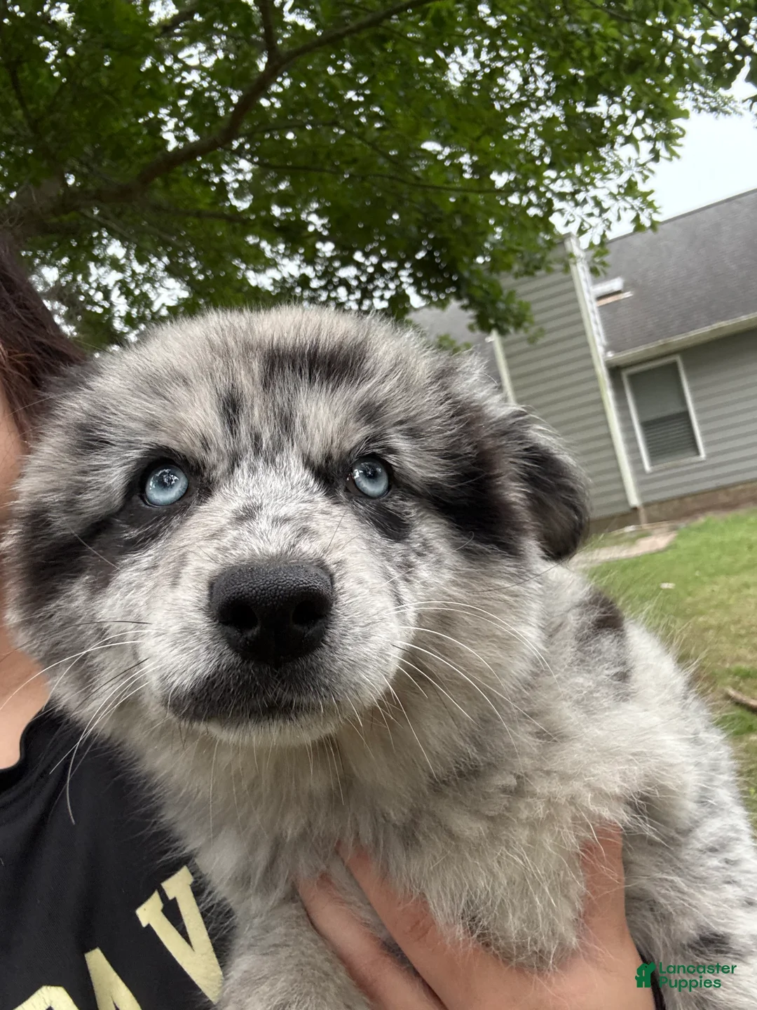 Pomsky dogs for sale: Pomsky Puppy 4 - Ad 1