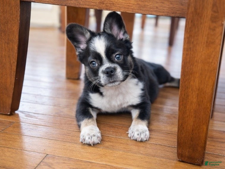 French Bulldog dogs French Bulldog Puppy 1 - Ad 2