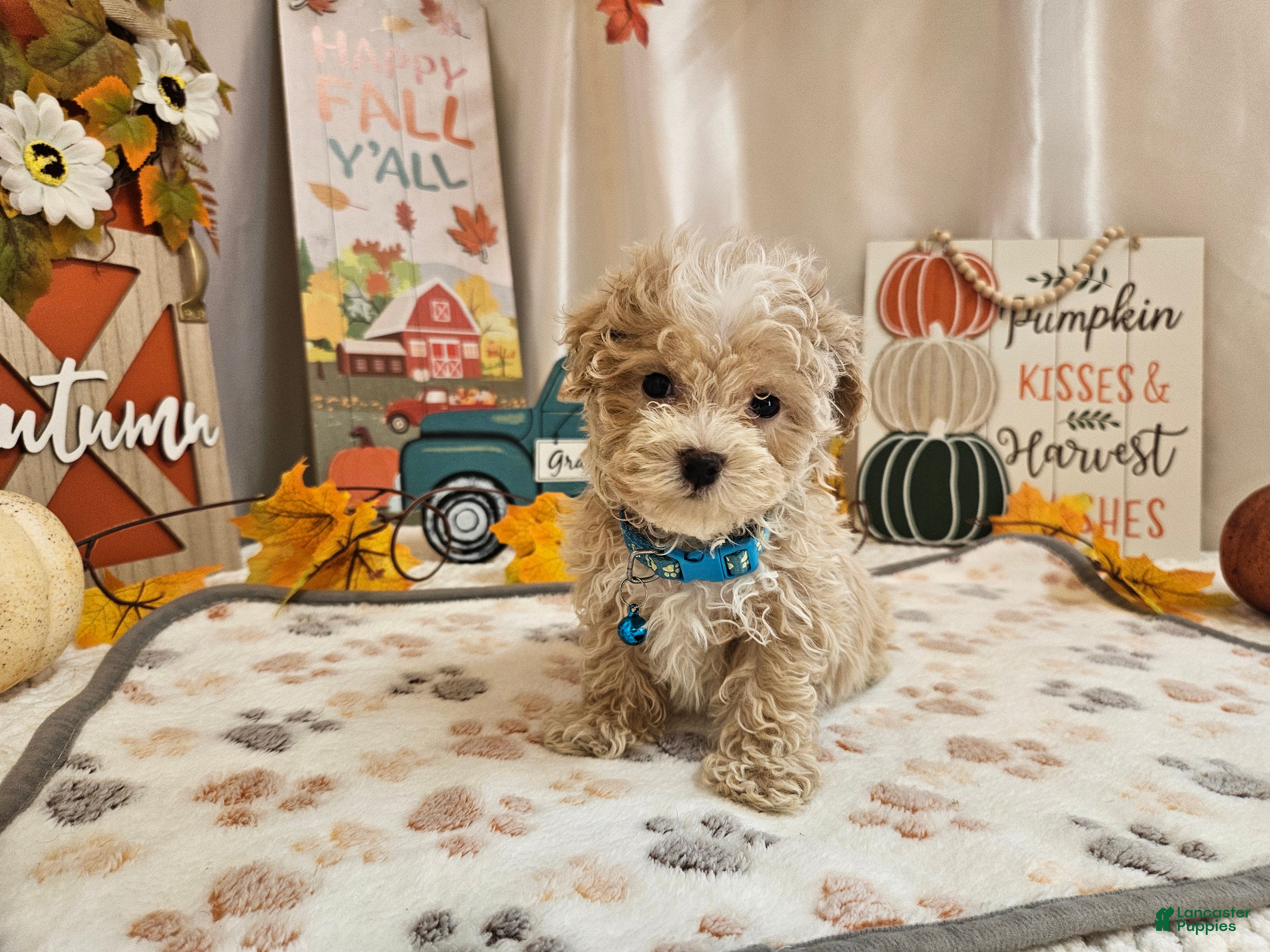 Cody, Maltipoo