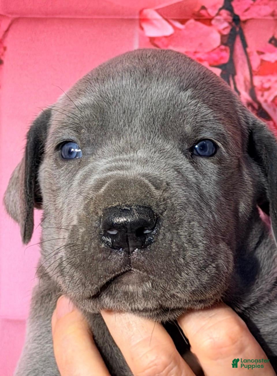 Great Dane dogs Felix - Blue - Ad 13