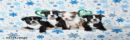 Boston Terrier dogs for sale: Champ  - Ad 5