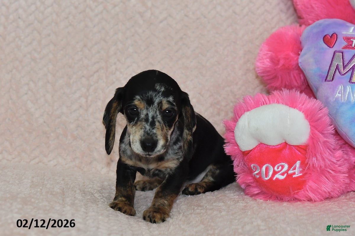 Miniature Dachshund dogs Asher - Ad 2