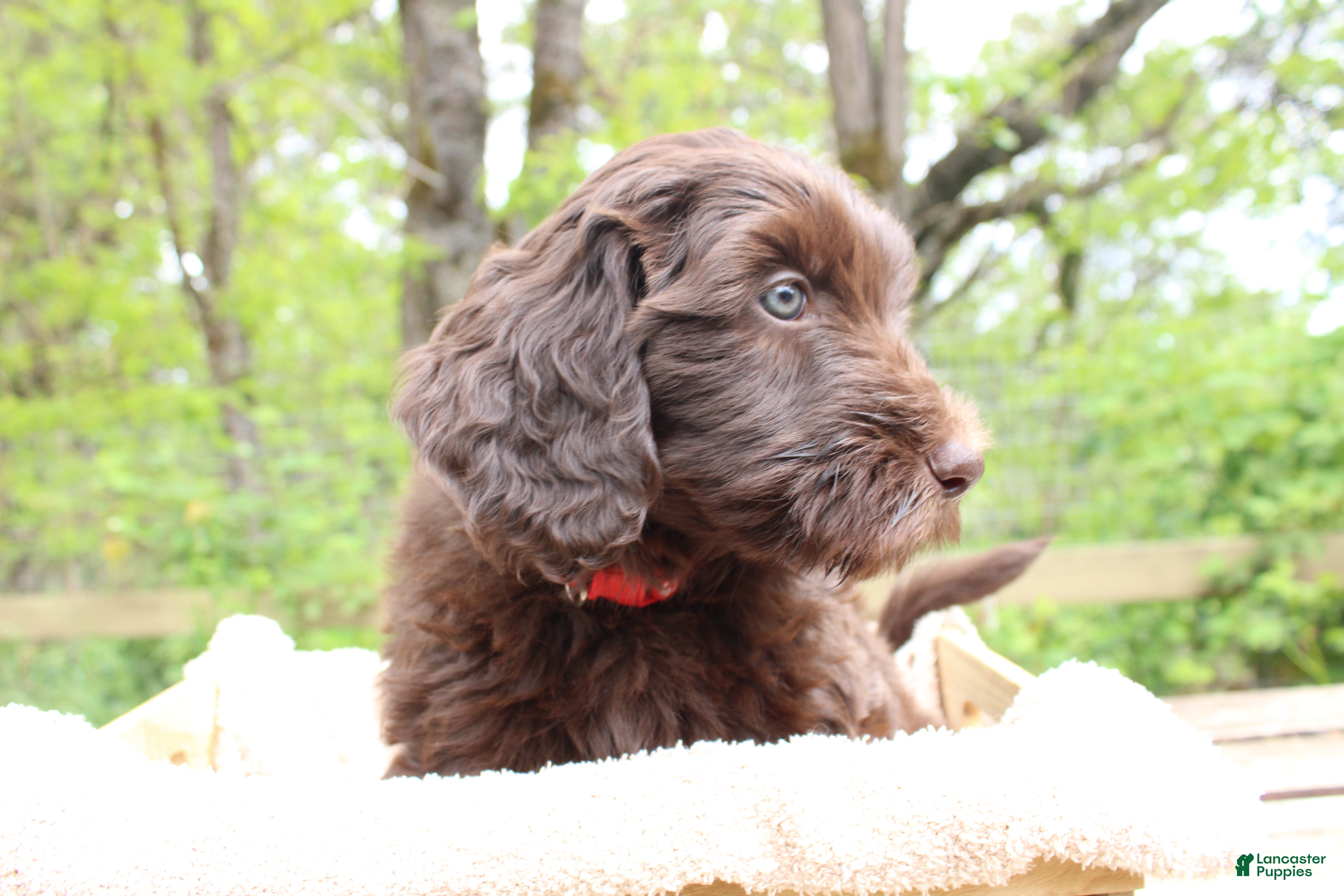 Labradoodle dogs Orion - Ad 1
