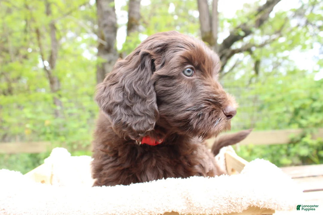 Labradoodle dogs for sale: Orion - Ad 1