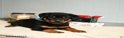 Rottweiler dogs for sale: Honeybun - Ad 2