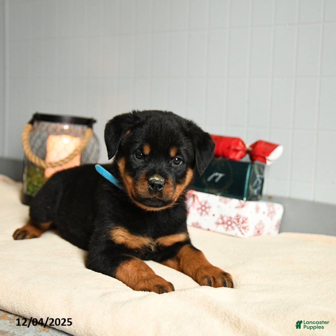 Rottweiler dogs for sale: Honeybun - Ad 2