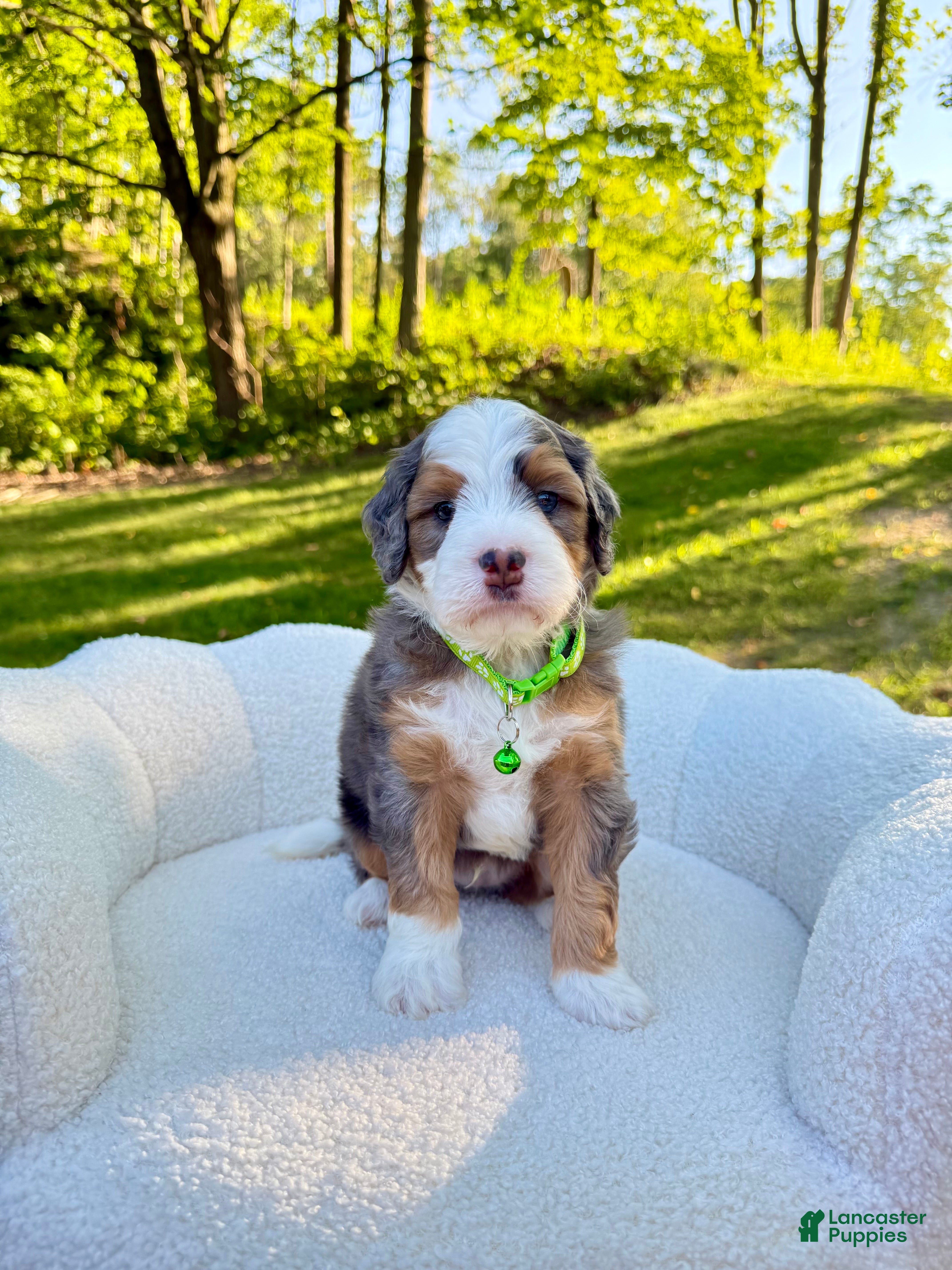 Mini Bernedoodle dogs Bruno   ❤️F1b - Ad 2