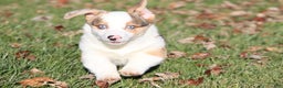 Welsh Corgi Pembroke dogs for sale: Rocky Roads - Ad 2