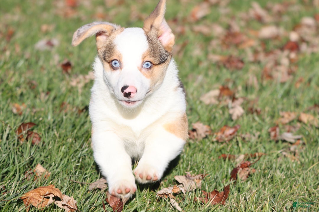 Welsh Corgi Pembroke dogs for sale: Rocky Roads - Ad 2