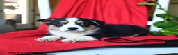 Welsh Corgi Pembroke dogs for sale: Cleo - Ad 3