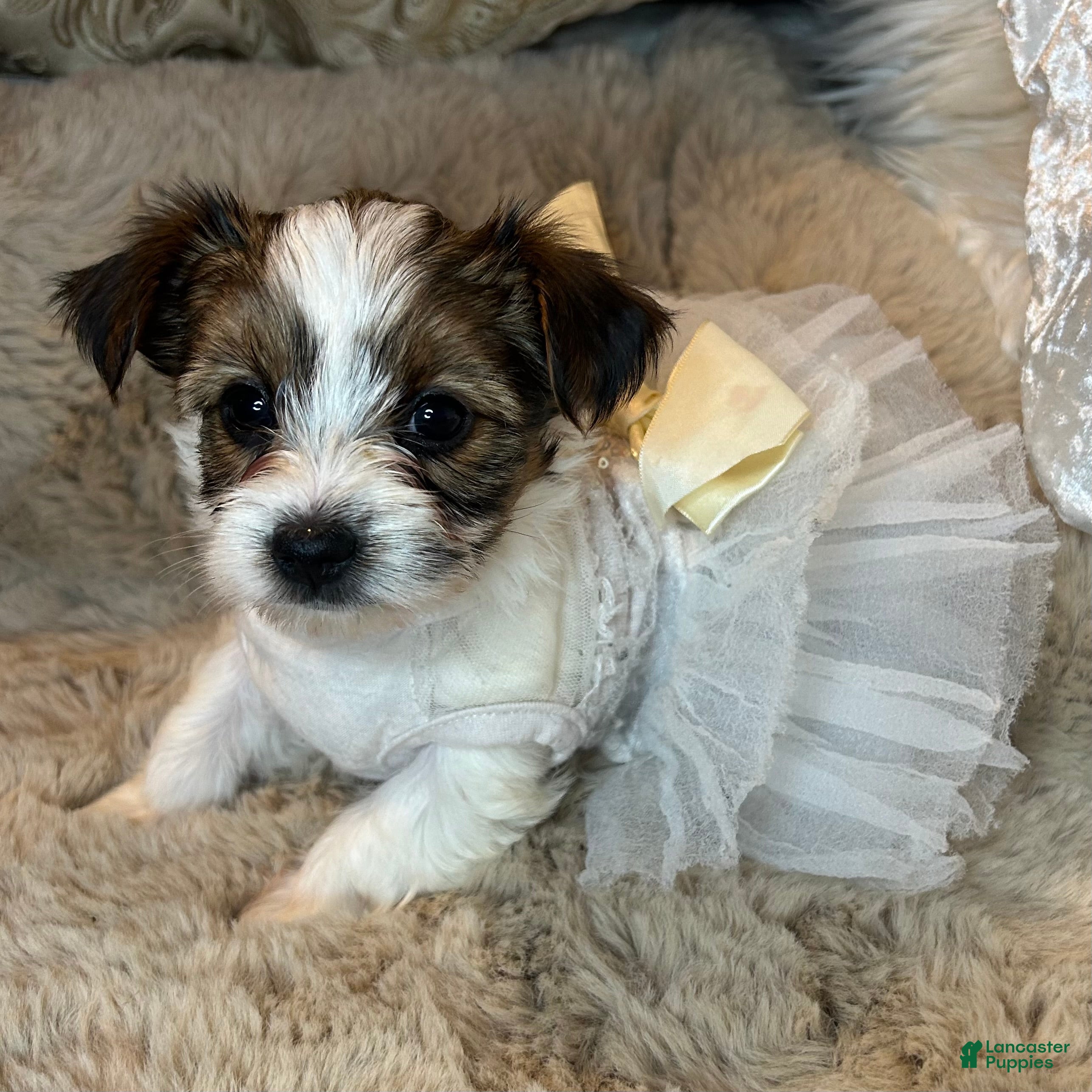 Mixed Breed dogs Blossom  - Ad 3