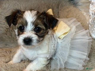 Mixed Breed dogs Blossom - Ad 11