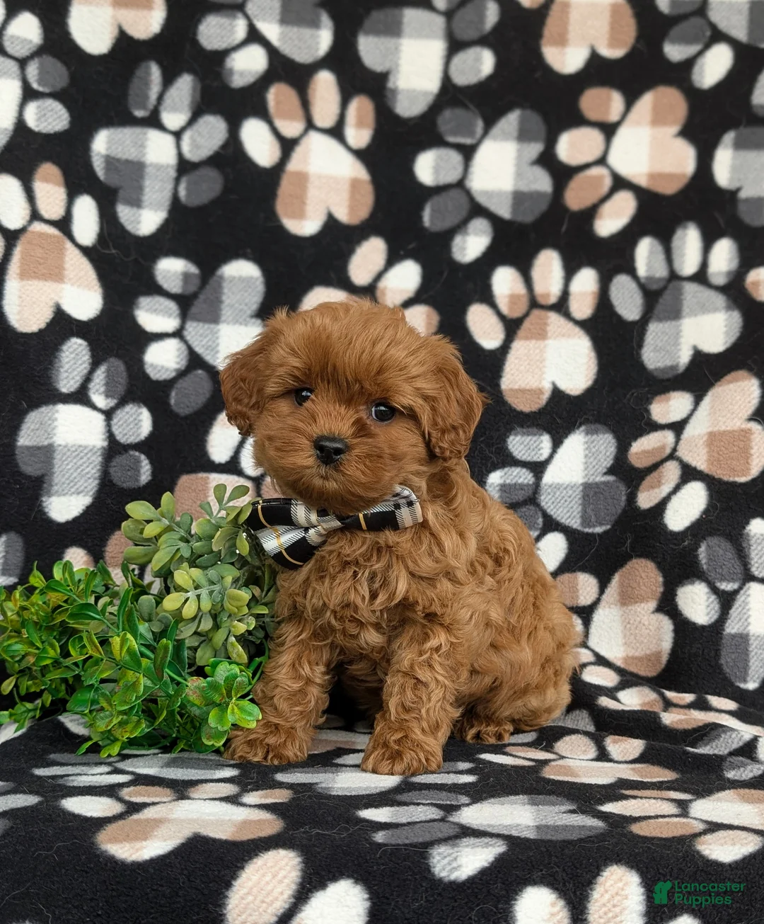 Cavapoo dogs for sale: Harrington Hypoallergenic - Ad 2