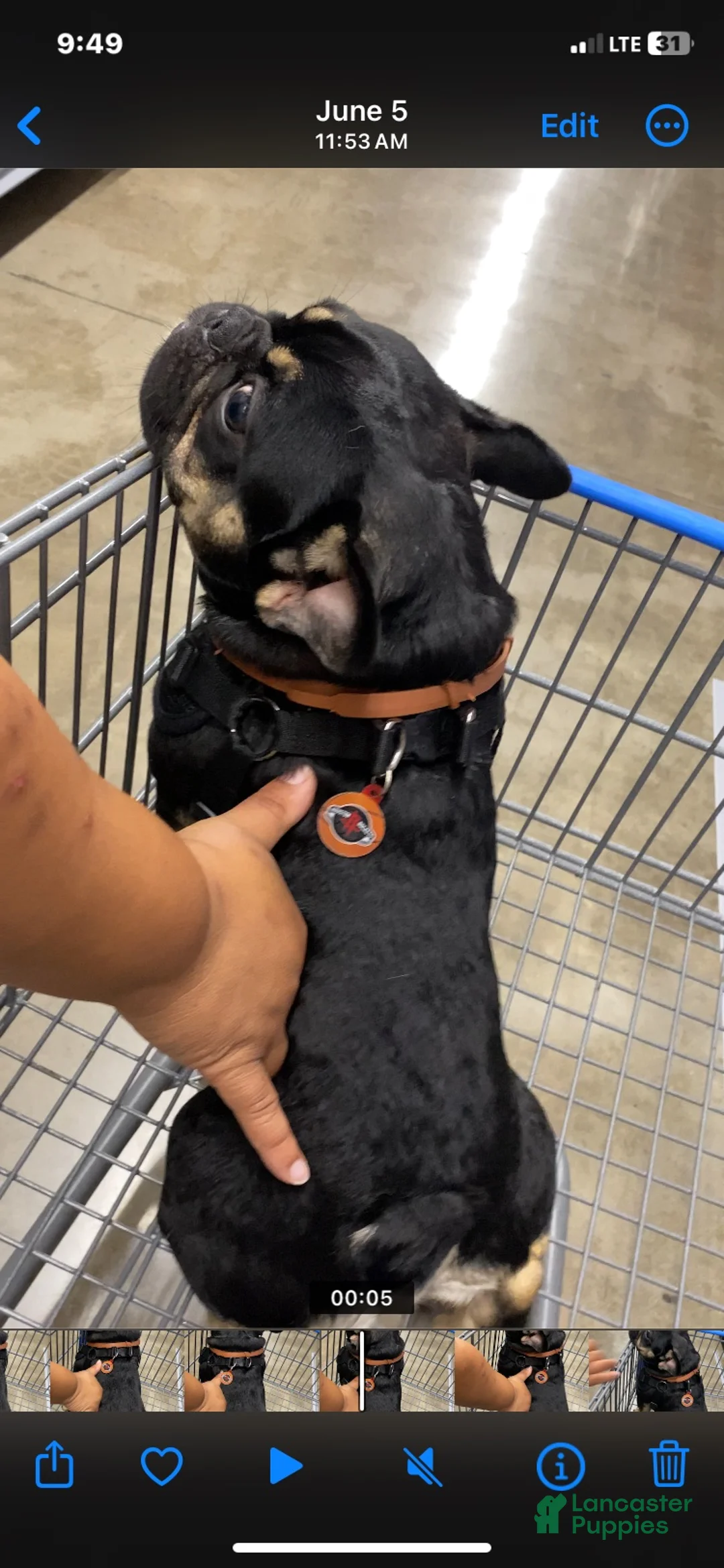 French Bulldog dogs for stud: Smokey - Ad 6