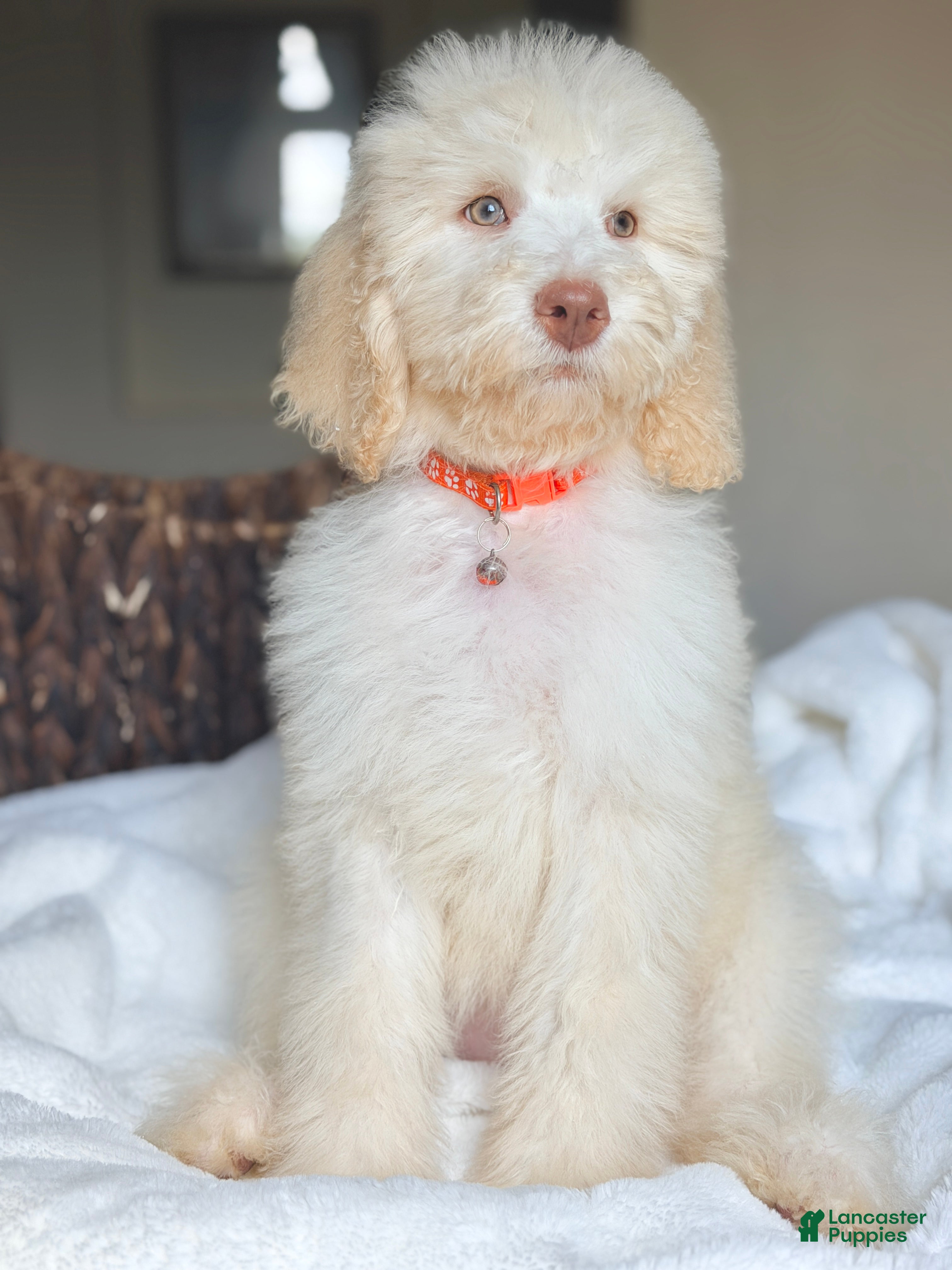 Labradoodle dogs Kimmy - Ad 2