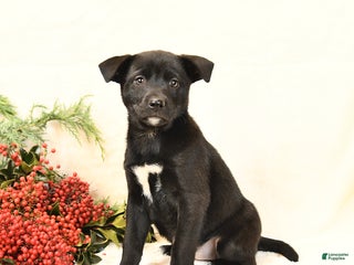 Mixed Breed dogs Princess - Ad 32