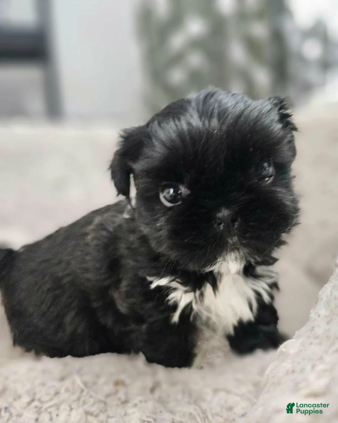 Shih Tzu dogs for sale: Rey - Ad 13