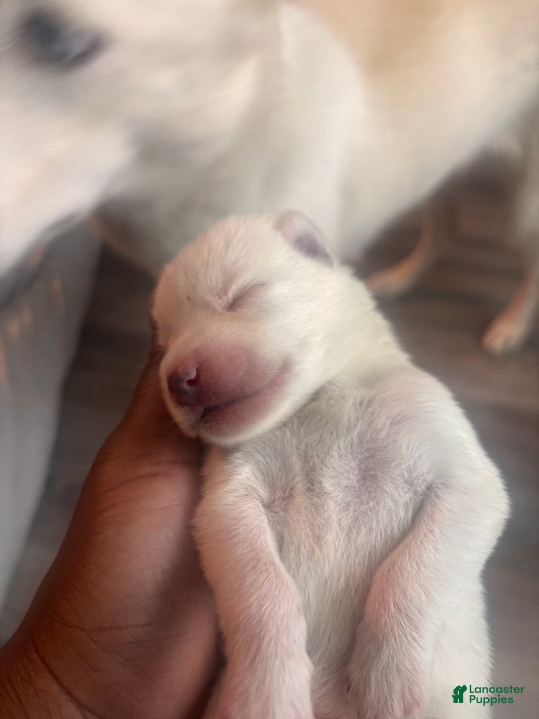 Pomsky dogs for sale: Biscuits  - Ad 9