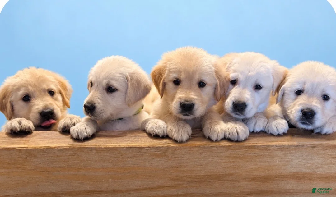 Goldador dogs for sale: Goldador 1 - Ad 7