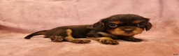 Cavalier King Charles Spaniel dogs for sale: Tootsie - Ad 3