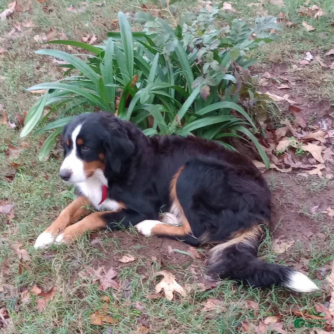 Bernese Mountain Dog dogs for sale: "Grinch"  Bernese Mountain Dog Puppy 1 - Ad 9