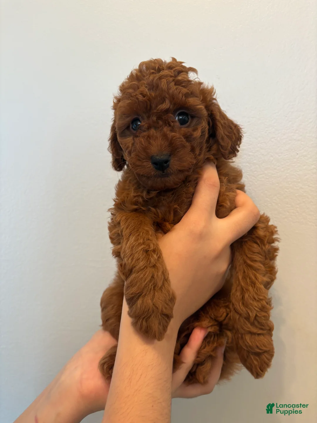 Toy Poodle dogs for sale: Milo - Ad 2