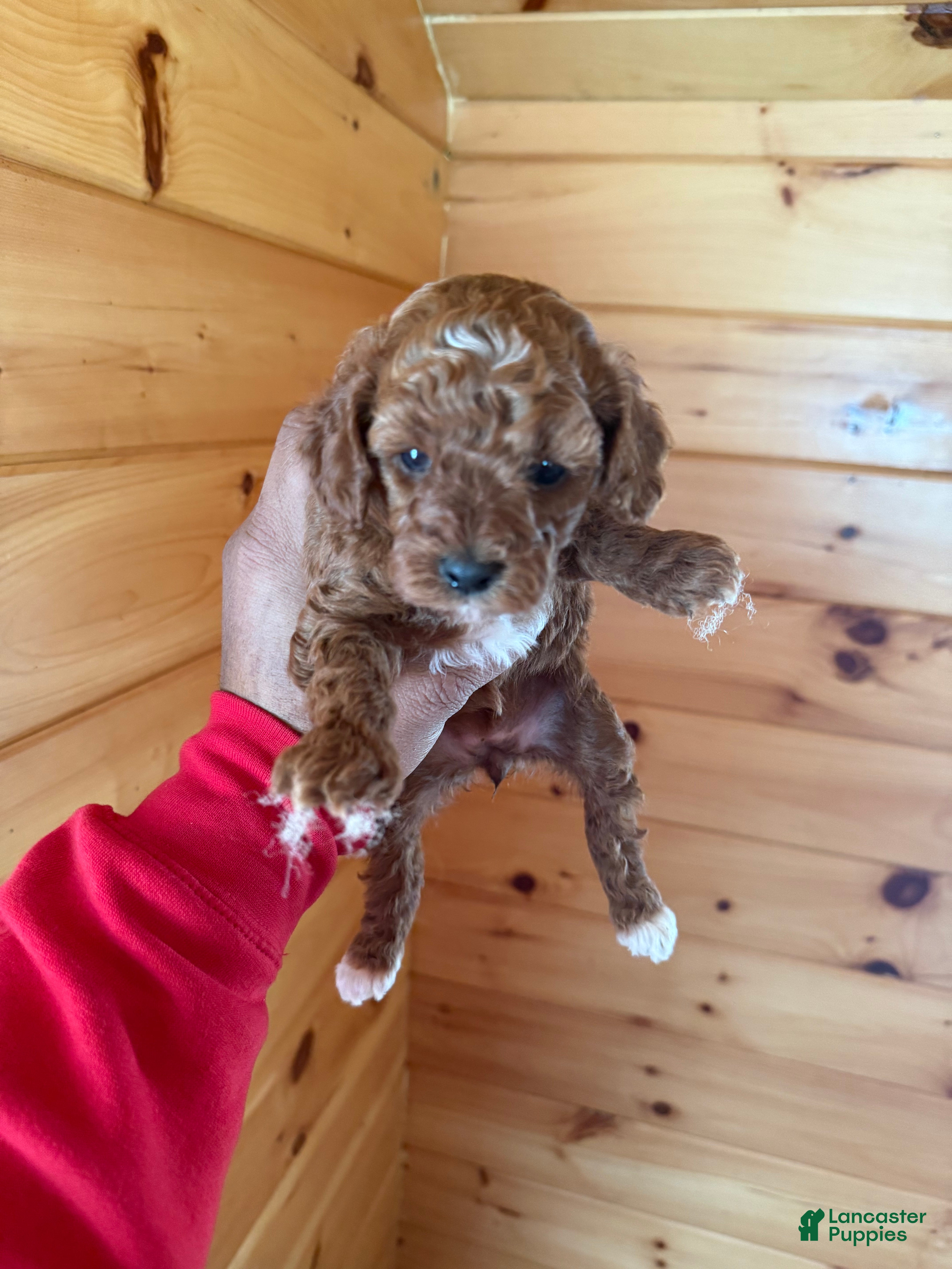 Miniature Poodle dogs Miniature Poodle Puppy 3 - Ad 23
