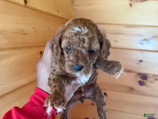 Miniature Poodle dogs Miniature Poodle Puppy 3 - Ad 23