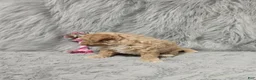 Havapoo dogs for sale: Zoey 🌷 Toy/Minature - Ad 44