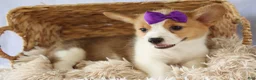 Welsh Corgi Pembroke dogs for sale: Zoey 🌸 - Ad 3