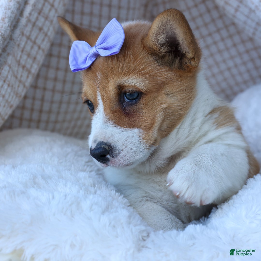 Welsh Corgi Pembroke dogs for sale: Tilly - Ad 13