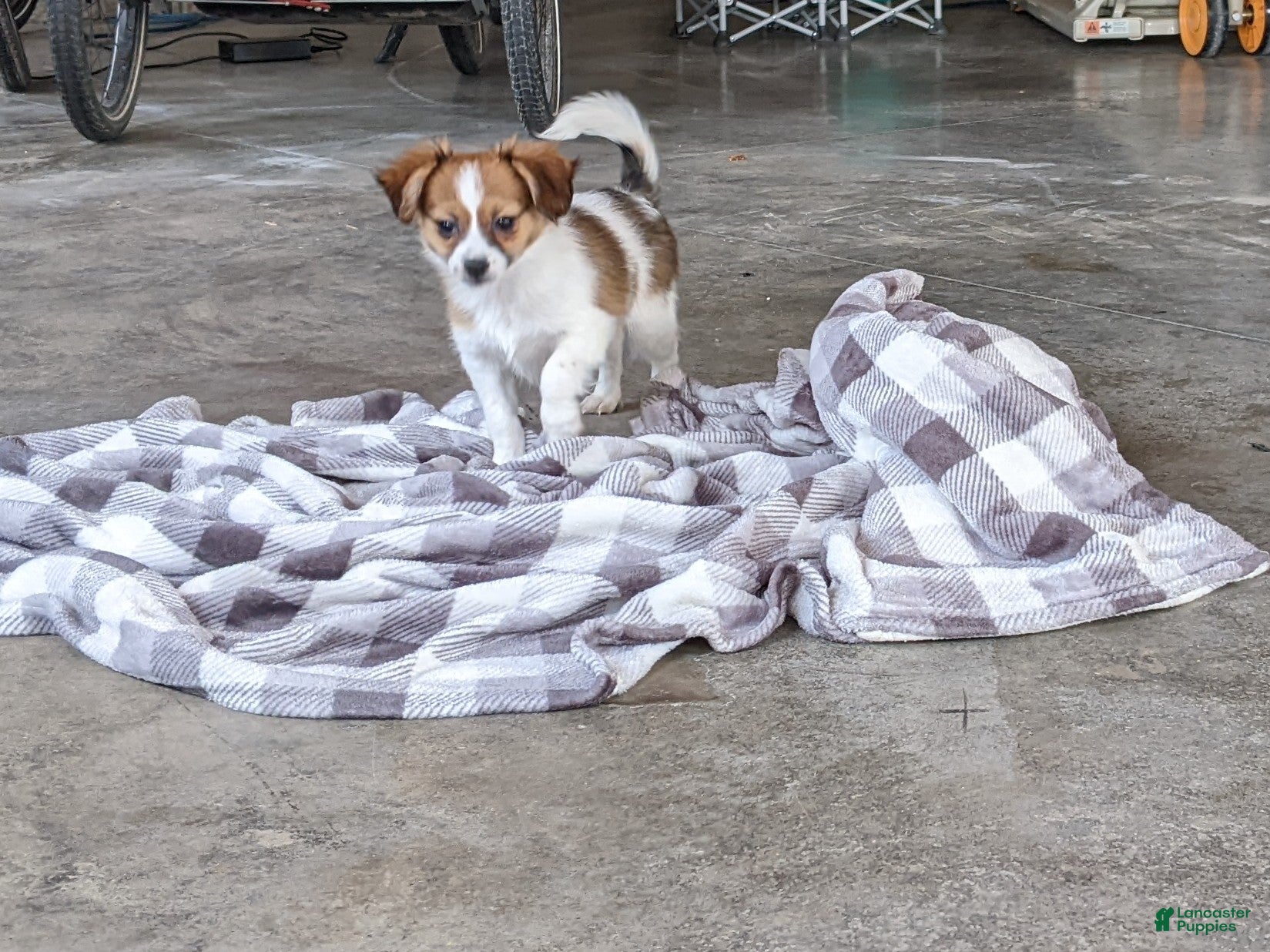 Papillon dogs Champ - Ad 30